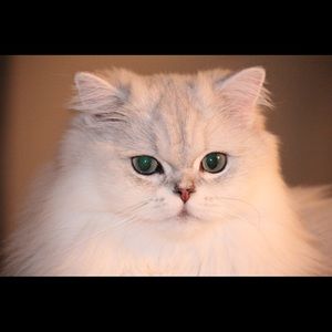 Meet your Posher, Cambra