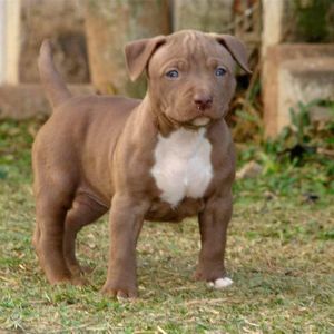 Meet your Posher, Edson