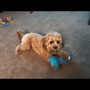 Meet your Posher, Pat