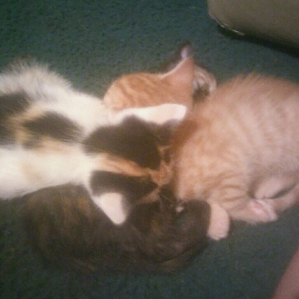 Meet your Posher, Jenni