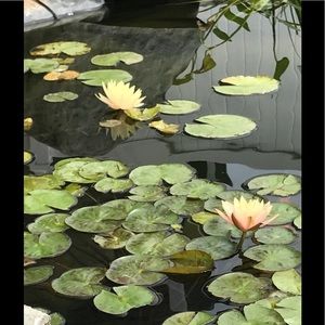 Meet your Posher, Chad