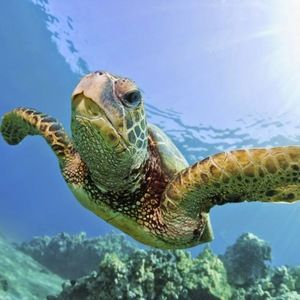 Meet your Posher, Dale