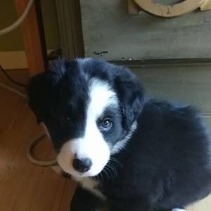 Meet your Posher, Renee