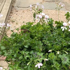 Meet your Posher, Deborah