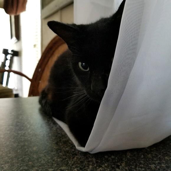 Meet your Posher, Sundae - Picture 1 of 1