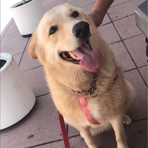 Meet your Posher, Allison