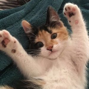 Meet your Posher, Paula