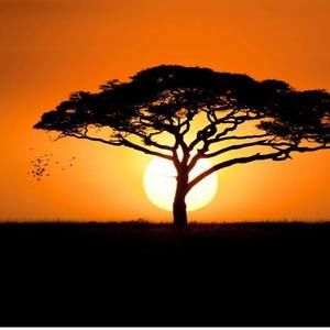 Meet your Posher, Ronny