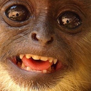 Meet your Posher, Benjamin