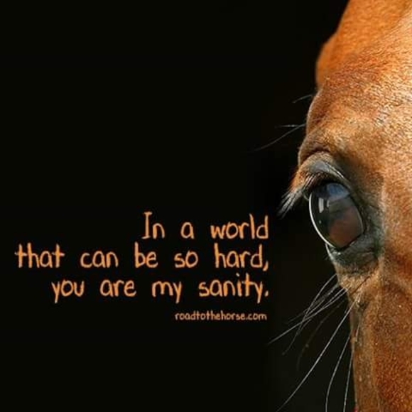 Meet your Posher, Sue - Picture 1 of 1