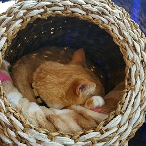 Meet your Posher, Alexander