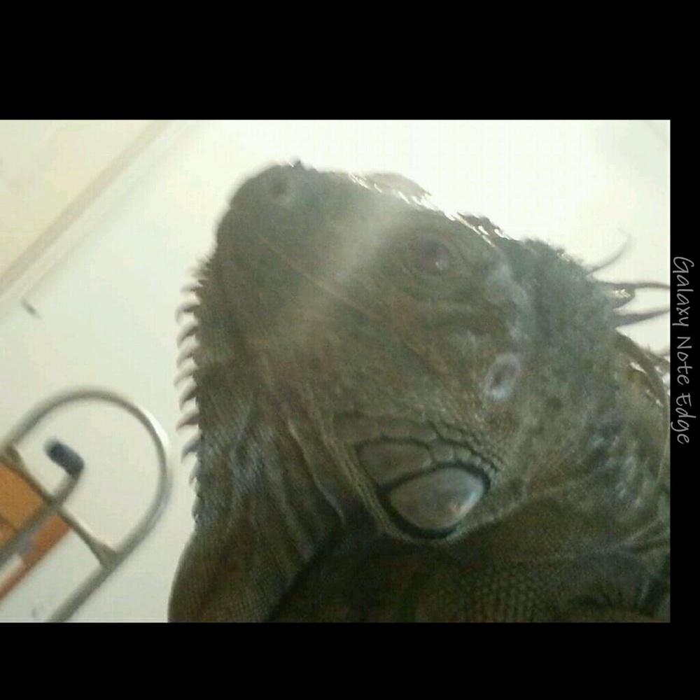 Meet your Posher, Jeanette