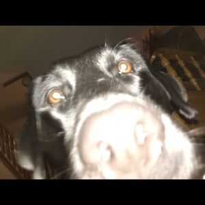 Meet your Posher, Carter