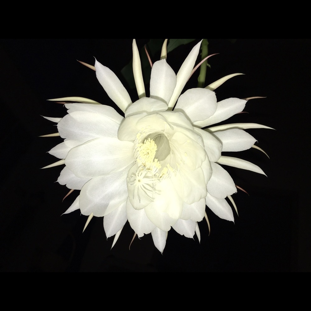 Meet your Posher, Machi