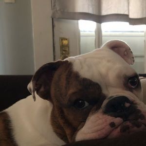 Meet your Posher, Shelby