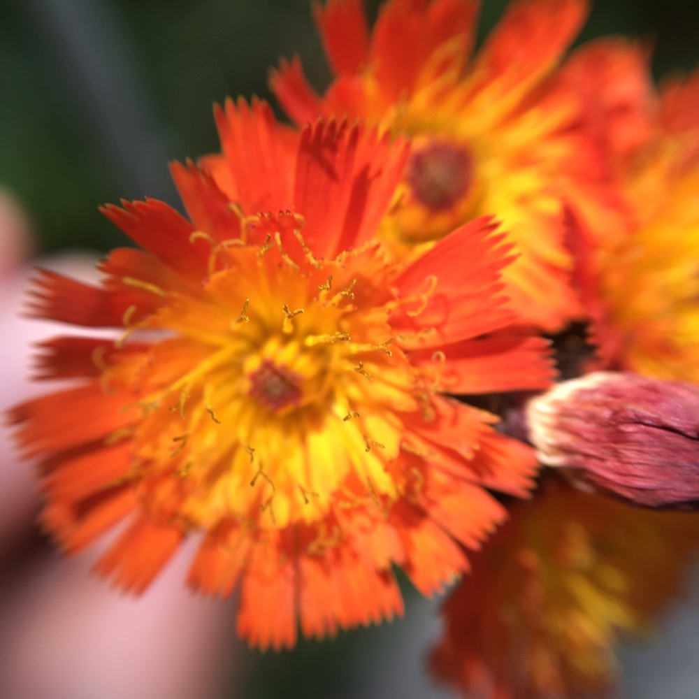 Meet your Posher, Shae