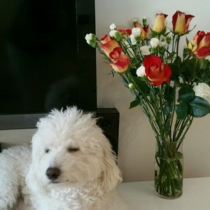 Meet your Posher, Nydia