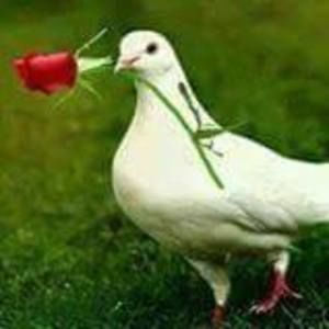 Meet your Posher, Adriana