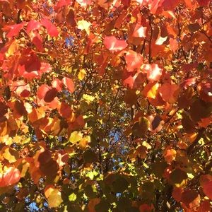 Meet your Posher, Willow