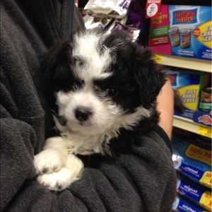 Meet your Posher, Tracy