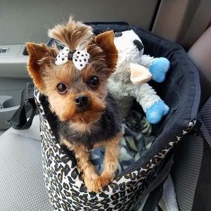 Meet your Posher, Patti