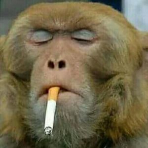 Meet your Posher, Tony