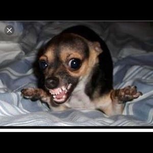 Meet your Posher, Amyra