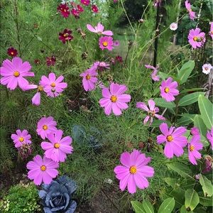 Meet your Posher, Sharon