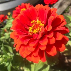 Meet your Posher, Tamara