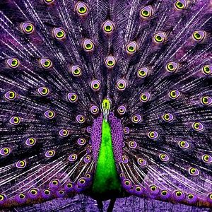 Meet your Posher, Alba