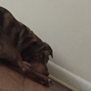 Meet your Posher, Max