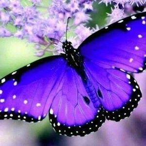 Meet your Posher, Darlene