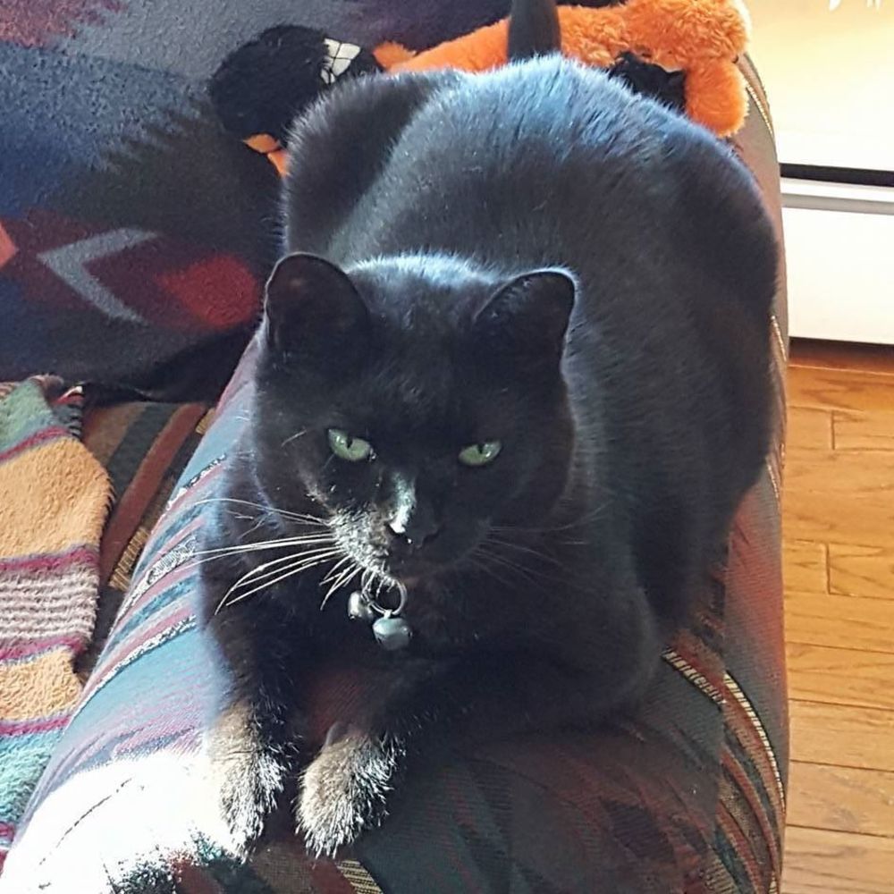 Meet your Posher, Diana