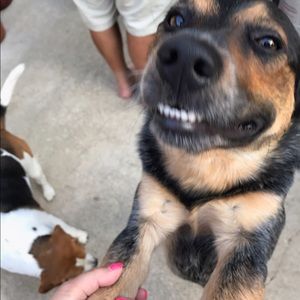 Meet your Posher, Rocky