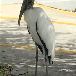 Meet your Posher, Leo