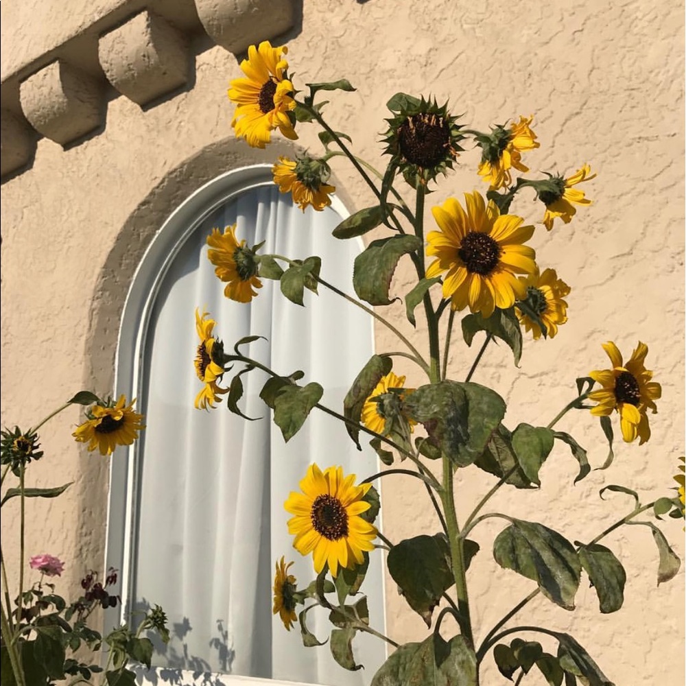 Meet your Posher, Isabella