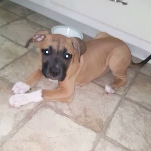 Meet your Posher, Brice