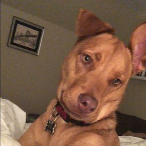 Meet your Posher, Thomas