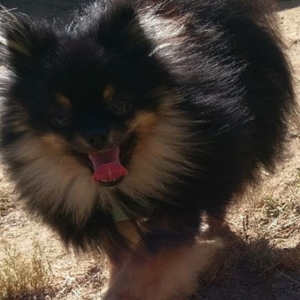 Meet your Posher, Holly