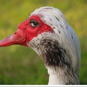 Meet your Posher, Felisha