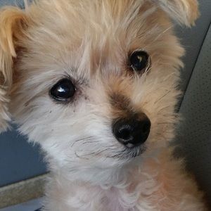 Meet your Posher, Sophie