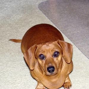 Meet your Posher, Peggy