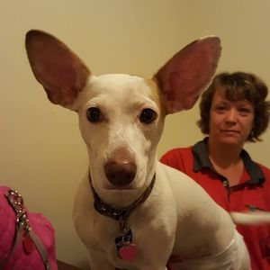 Meet your Posher, Barbie