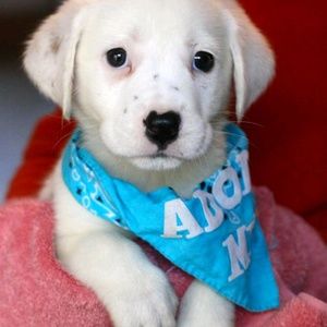 Meet your Posher, Daisy