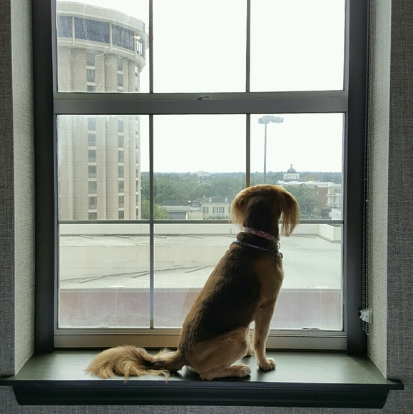 Meet your Posher, Mackenzie - Picture 1 of 1