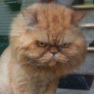 Meet your Posher, Beth