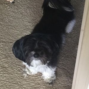 Meet your Posher, Jenny