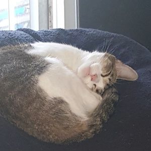 Meet your Posher, Sherry