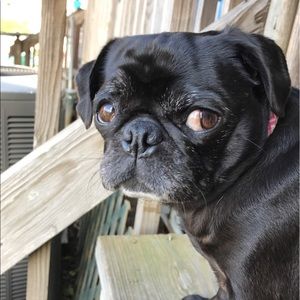 Meet your Posher, Mark