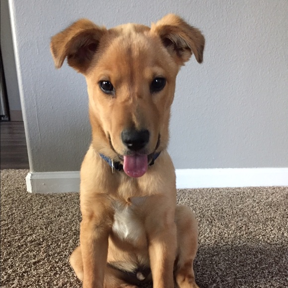 Meet your Posher, Alexa - Picture 1 of 1